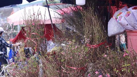 Đào Nhật Tân xuống phố, khoe sắc đón Tết sớm