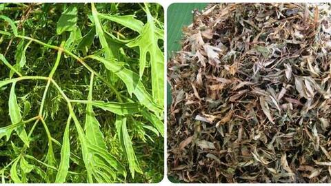 Loại lá thơm dễ tìm, giá rẻ như cho lại bổ dưỡng như nhân sâm