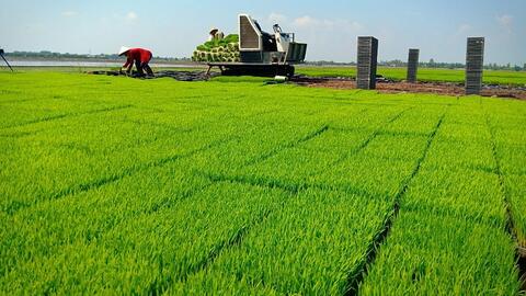 Long An được chuyển đổi hơn 47 ha đất trồng lúa làm khu tái định cư ở huyện Cần Giuộc