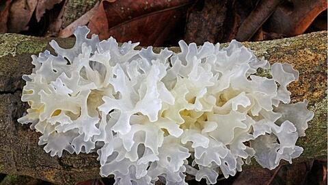 1 loại nấm có tên lạ là kho chứa insulin tự nhiên, giúp kiểm soát đường huyết, tốt cho tim, gan: Giá rẻ lại dễ mua ở Việt Nam