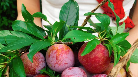 Việt Nam có 1 loại quả là “thuốc hạ đường huyết tự nhiên”, ép lấy nước uống đều đặn, tốt cho cả tim mạch lẫn xương khớp