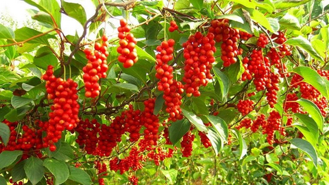 Việt Nam có 1 loại quả phơi khô là vị thuốc quý "chữa bách bệnh", hạ đường huyết, bổ gan thận, ổn định huyết áp