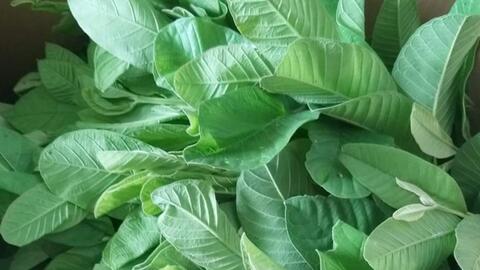 Thực hư uống nước lá ổi chữa bách bệnh, thậm chí đánh tan cả ung thư, tiểu đường