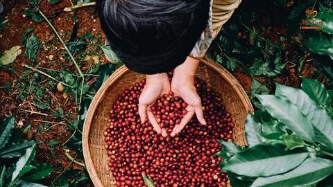 Xuất khẩu cà phê Robusta hưởng lợi nhờ thị trường thế giới biến động