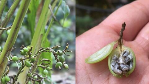 Việt Nam có loại cây gia vị đắt thứ 3 thế giới, không ngờ là “thuốc” bổ gan, chống ung thư cực tốt