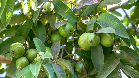 Đừng chỉ ăn quả, lá loại cây này quý như “nhân sâm của người nghèo” trị bách bệnh, nhiều người không biết thường bỏ phí