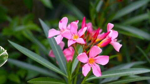 4 loại cây cảnh cực độc, chớ dại trồng trong nhà kẻo gây hại cho sức khỏe