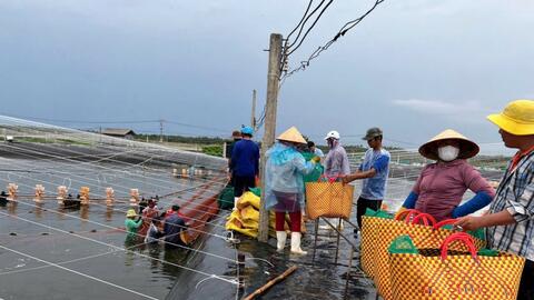 Tôm thẻ giá kỷ lục, người nuôi ở Tiền Giang lãi to