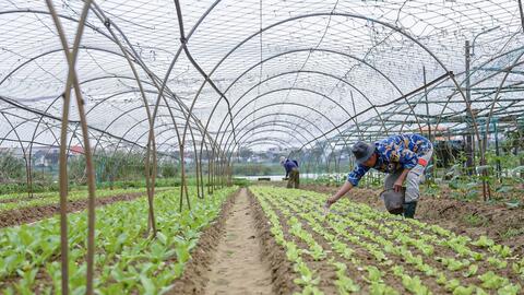 Đà Nẵng: Mưa lạnh kéo dài, giá rau gần Tết tăng cao