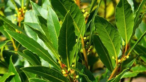 Loại lá dân dã ở Việt Nam lại có giá 2 triệu đồng/kg ở Mỹ: Là dược liệu quý, tiềm năng phòng ung thư