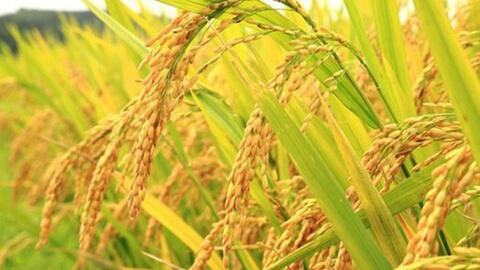 Giá lúa gạo hôm nay ngày 1/7: Lúa tươi đảo chiều giảm mạnh