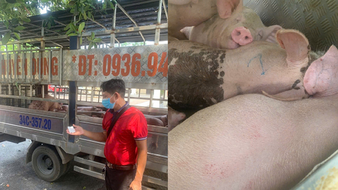 Phú Thọ: Ngăn chặn vụ vận chuyển 1,6 tấn lợn nhiễm dịch tả lợn châu Phi