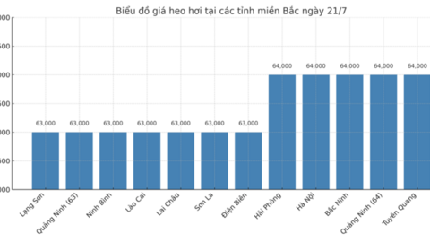 Giá heo hơi hôm nay ngày 21/7/2025: Miền Nam giảm nhẹ, miền Bắc chững giá