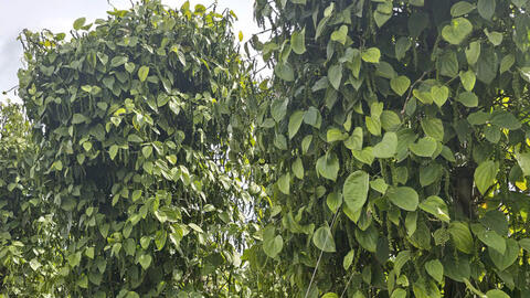 Giá tiêu hôm nay 30/7/2025: Trong nước thị trường  xuất khẩu giảm mạnh