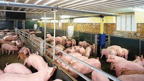 Giá heo hơi hôm nay ngày 4/8/2025: Tăng nhẹ ở miền Bắc và miền Nam