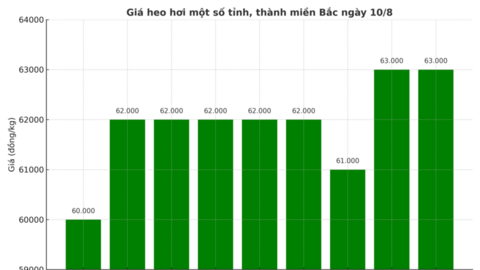 Giá heo hơi hôm nay ngày 10/8/2025: Tăng nhẹ ở miền Nam, miền Trung