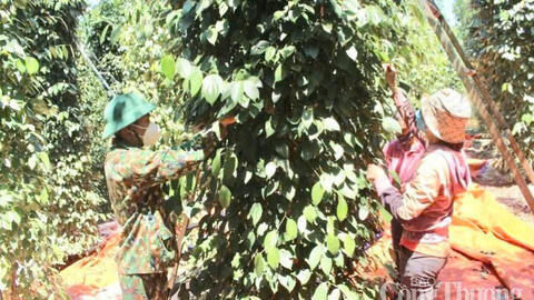 Giá tiêu hôm nay ngày 12/8/2025: Trong nước duy trì ổn định