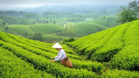 Sa Pa: Kể câu chuyện văn hóa để nâng tầm nông sản gắn du lịch bền vững