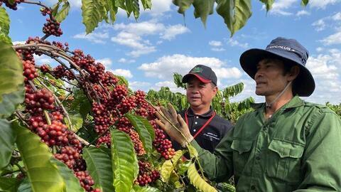 Giá cà phê hôm nay 2/9/2025: Ít biến động, duy trì đà tăng nhẹ