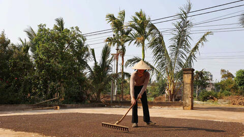 Giá tiêu hôm nay 9/9/2025: Nội địa duy trì quanh mức 151.000 đồng/kg