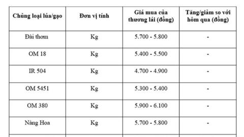 Giá lúa gạo hôm nay ngày 16/9: Gạo xuất khẩu tăng, lúa chững giá
