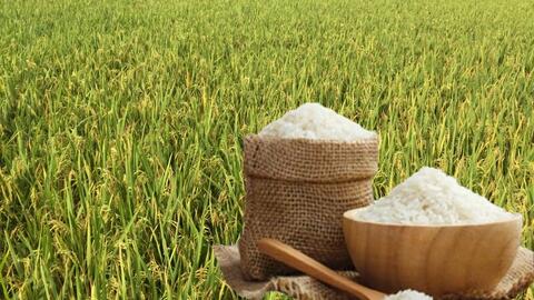 Giá lúa gạo hôm nay ngày 25/10: Thị trường trầm lắng