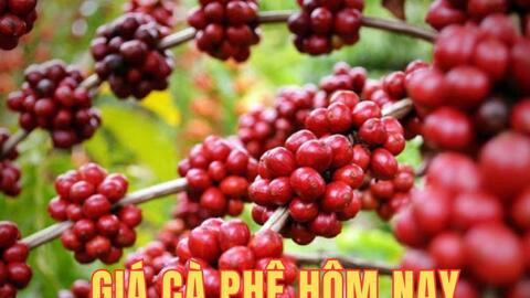 Giá cà phê hôm nay 26/10/2025: Trong nước tăng nhẹ