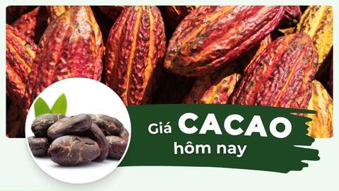 Giá ca cao suy yếu phiên thứ ba liên tiếp