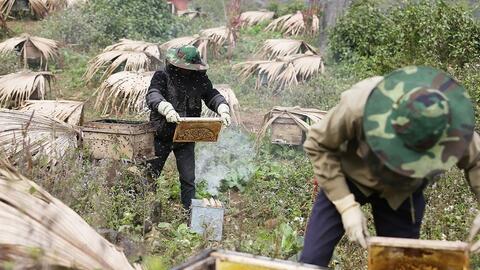 Mở rộng thị trường, nâng tầm mật ong bạc hà thành thương hiệu quốc gia