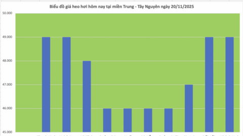Giá heo hơi hôm nay 20/11/2025: Tiếp đà tăng giá