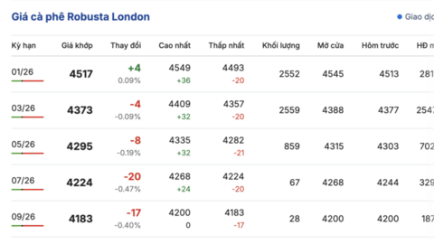 Giá cà phê hôm nay 28/11/2025: Giảm nhẹ 500 - 800 đồng/kg
