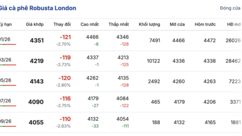 Giá cà phê hôm nay 3/12/2025: Giảm sâu 4.000 đồng/kg