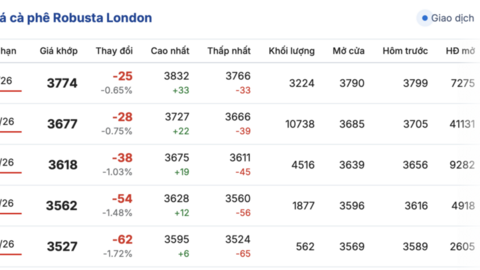 Giá cà phê hôm nay 19/12/2025: Lao dốc, xuống dưới mốc 90.000 đồng/kg