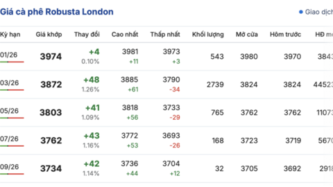 Giá cà phê hôm nay 25/12/2025: Bật tăng mạnh mẽ