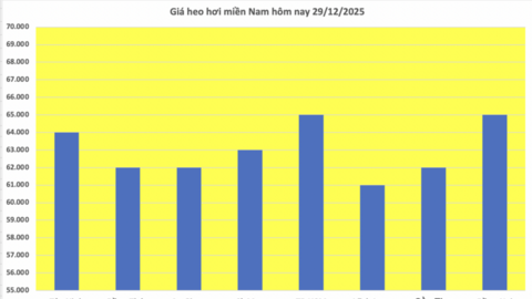 Giá heo hơi hôm nay 29/12/2025: Giảm rải rác tại miền Bắc và miền Nam