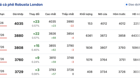 Giá cà phê hôm nay 30/12/2025: Quay đầu giảm mạnh