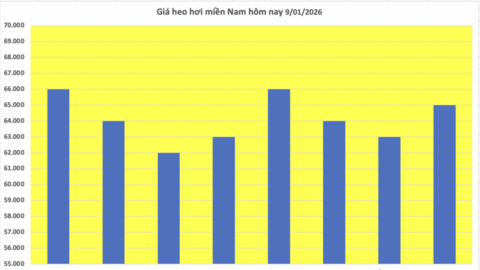 Giá heo hơi hôm nay 9/1/2026: Tiếp đà tăng giá, lập đỉnh mới