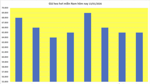 Giá heo hơi hôm nay 13/1/2026: Thị trường tăng 'nóng', lập đỉnh mới