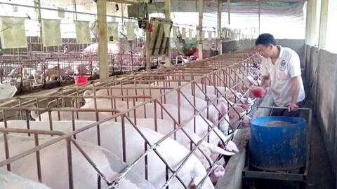 Nguồn cung phục hồi, giá heo hơi năm 2026 khó tăng mạnh