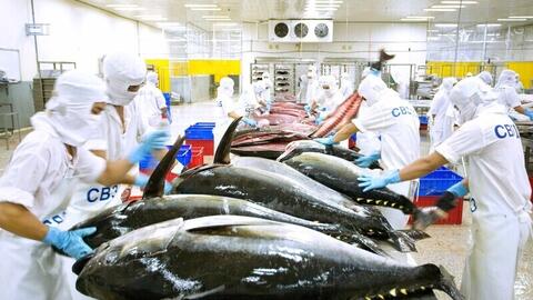 Xuất khẩu cá ngừ: Cơ hội đến từ xoay trục thị trường và cơ cấu sản phẩm