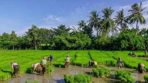 Nâng cao hiệu quả hoạt động công tác kế toán trong các hợp tác xã nông nghiệp tại Việt Nam