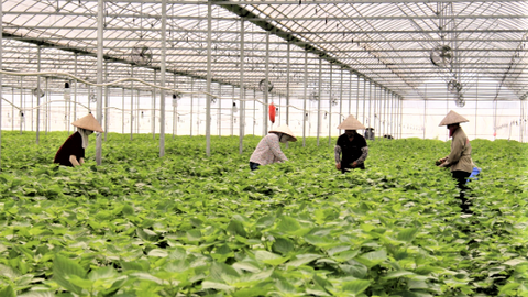 Bắc Ninh hướng tới nông nghiệp hiện đại bền vững