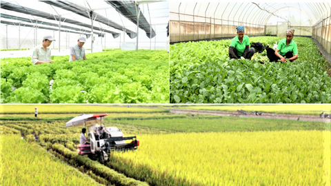 Hà Nội tái cơ cấu nông nghiệp theo chuỗi giá trị, hướng tới an toàn và bền vững