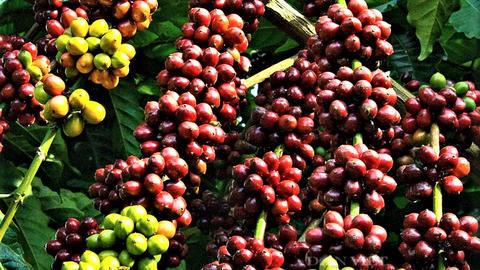 Xuất khẩu Đắk Lắk tăng 25,69%, xuất siêu 145 triệu USD tháng 01/2026