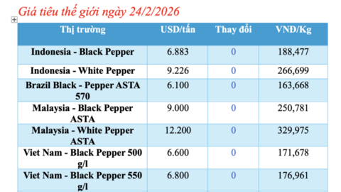Giá tiêu hôm nay 24/2/2026: Chạm ngưỡng 152.000 đồng/kg