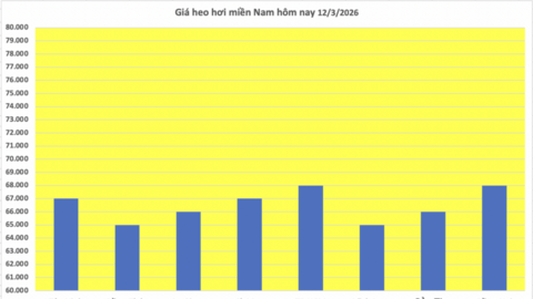 Giá heo hơi hôm nay 12/3/2026: Biến động trái chiều