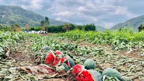 Dưa hấu Gia Lai 'được mùa mất giá', nông dân gồng mình bán lỗ