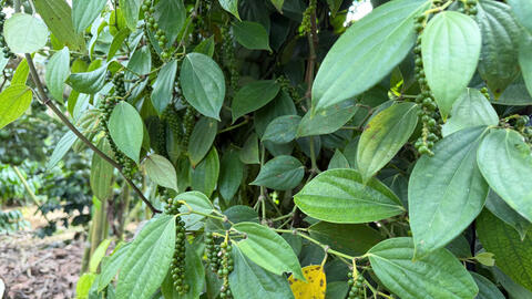 Giá tiêu hôm nay 24/3/2026: Giữ đà ổn định, cao nhất 136.000 đồng/kg