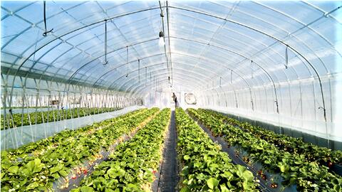 Lâm Đồng đột phá nông nghiệp công nghệ cao, hướng tới phát triển xanh bền vững