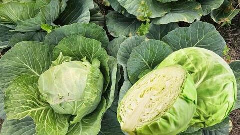 Ăn bắp cải đúng cách giúp người tiểu đường kiểm soát đường huyết hiệu quả